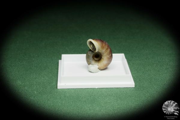 Rhiostoma hainesi (14468) a snail from Southern Thailand | Conchylia | Snails