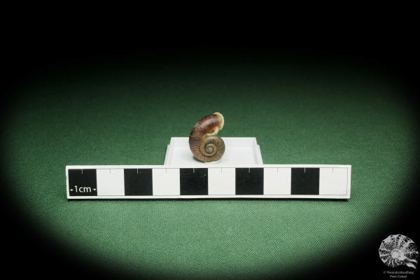 Rhiostoma hainesi (14468) a snail from Southern Thailand | Conchylia | Snails