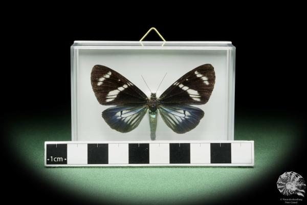 Hypocrita plagifera (14510) a butterfly from South America | Taxidermy | Butterflies