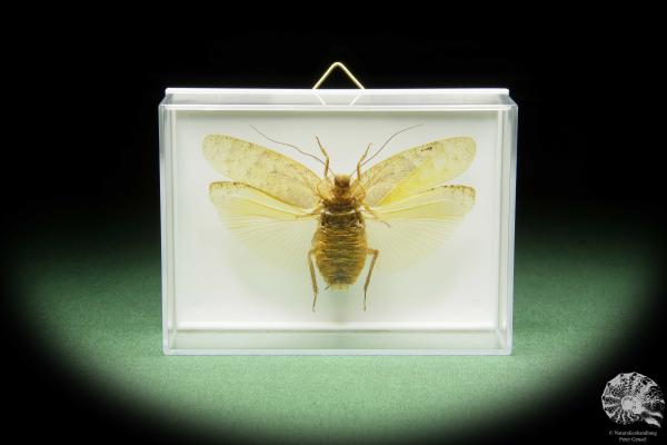 Pseudophoraspis spec. (14549) a insect from Southeast Asia | Taxidermy | Other Insects