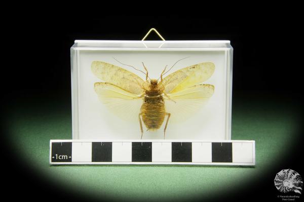 Pseudophoraspis spec. (14549) a insect from Southeast Asia | Taxidermy | Other Insects