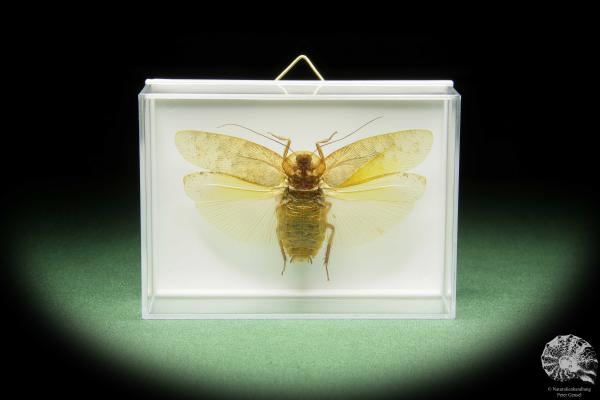 Pseudophoraspis spec. (14550) a insect from Southeast Asia | Taxidermy | Other Insects