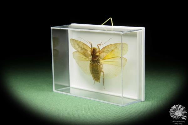 Pseudophoraspis spec. (14550) a insect from Southeast Asia | Taxidermy | Other Insects