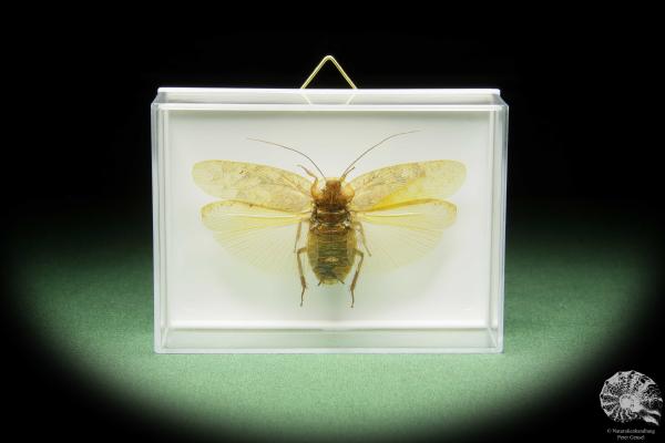 Pseudophoraspis spec. (14552) a insect from Southeast Asia | Taxidermy | Other Insects