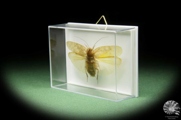 Pseudophoraspis spec. (14552) a insect from Southeast Asia | Taxidermy | Other Insects