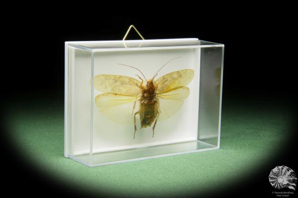 Pseudophoraspis spec. (14552) a insect from Southeast Asia | Taxidermy | Other Insects