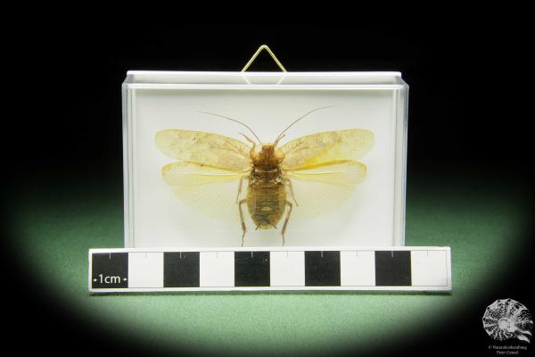 Pseudophoraspis spec. (14552) a insect from Southeast Asia | Taxidermy | Other Insects