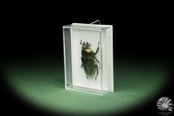 Phalacrognathus muelleri (14621) a beetle from Australia | Taxidermy | Beetles