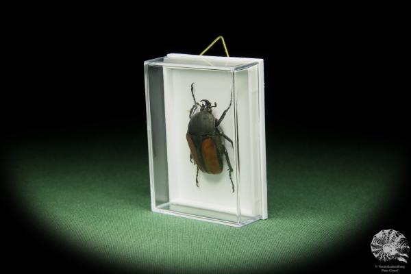 Dicellachilus woodi (14660) a beetle from East Africa | Taxidermy | Beetles