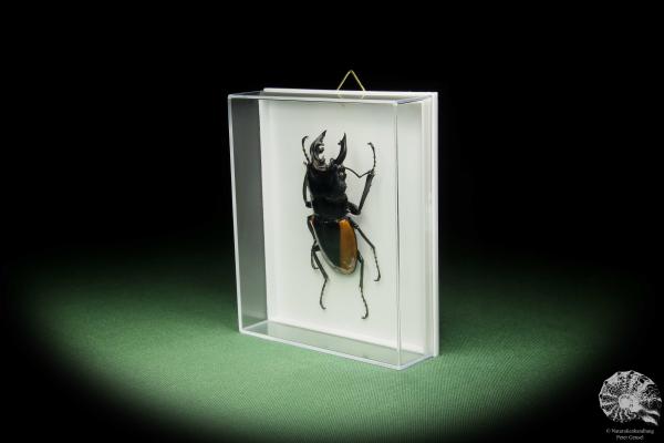 Odontolabis wollastoni (14709) a beetle from Indonesia | Taxidermy | Beetles