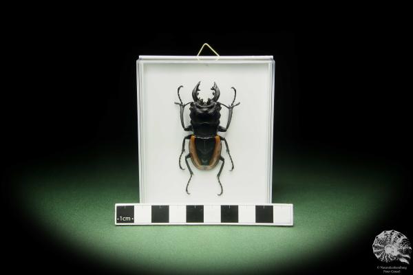 Odontolabis wollastoni (14709) a beetle from Indonesia | Taxidermy | Beetles