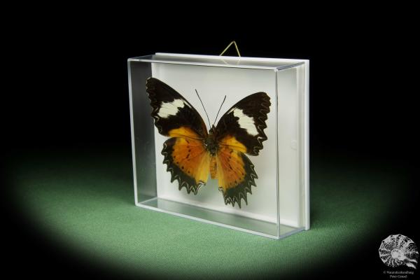 Cethosia cyane (14733) a butterfly from Southeast Asia | Taxidermy | Butterflies