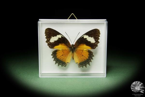 Cethosia cyane (14735) a butterfly from Southeast Asia | Taxidermy | Butterflies