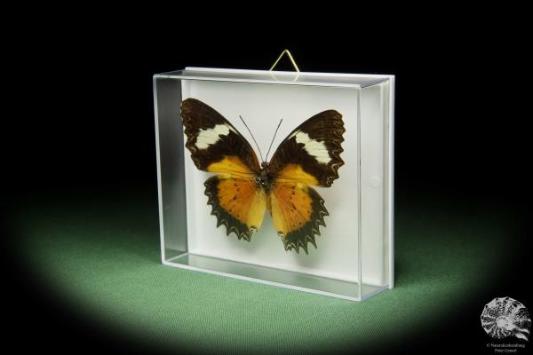 Cethosia cyane (14735) a butterfly from Southeast Asia | Taxidermy | Butterflies