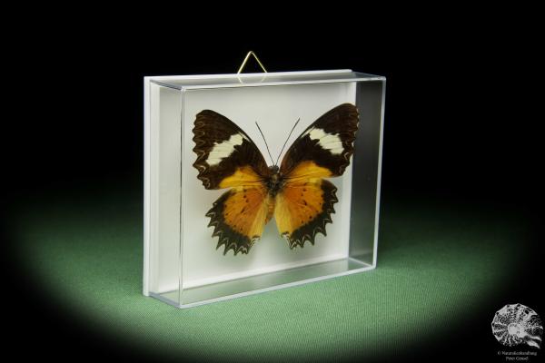 Cethosia cyane (14735) a butterfly from Southeast Asia | Taxidermy | Butterflies