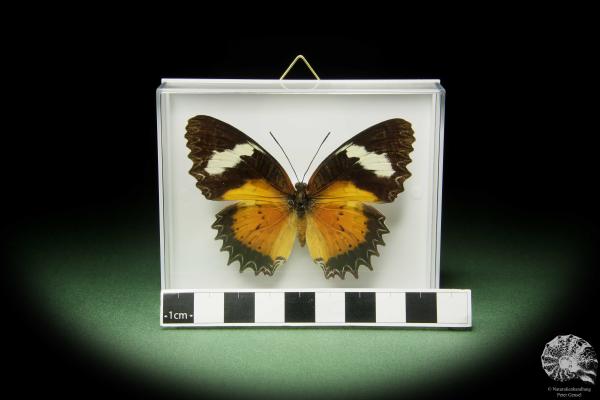 Cethosia cyane (14735) a butterfly from Southeast Asia | Taxidermy | Butterflies