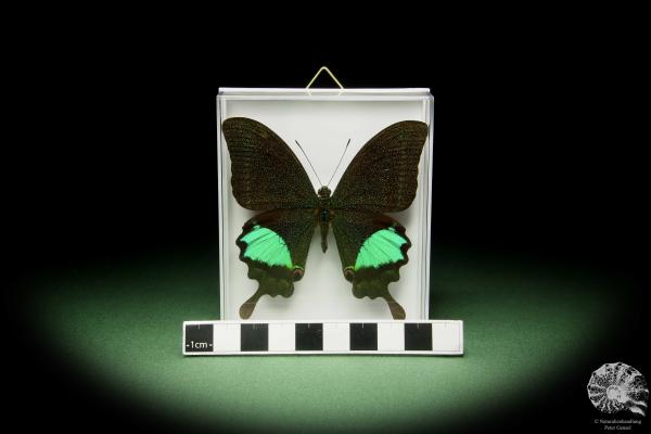 Papilio paris ein Schmetterling