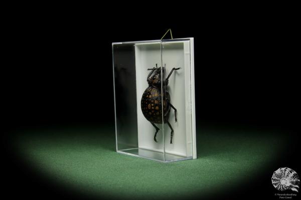 Brachycerus ornatus (14767) a beetle from Africa | Taxidermy | Beetles