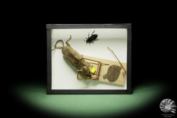 Mus musculus & Nicrophorus humator (14836) a small mammal from Worldwide | Taxidermy | Bats & Small Mammals