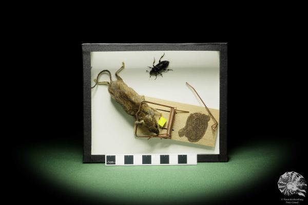 Mus musculus & Nicrophorus humator (14836) a small mammal from Worldwide | Taxidermy | Bats & Small Mammals