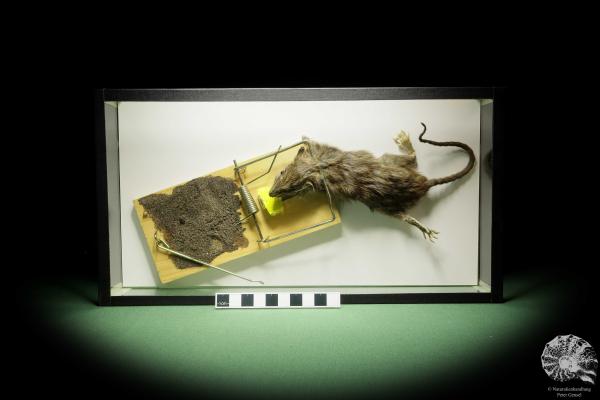 Rattus norvegicus (14837) ein Kleinsäuger aus Weltweit | Präparate | Fledermäuse & Kleinsäuger