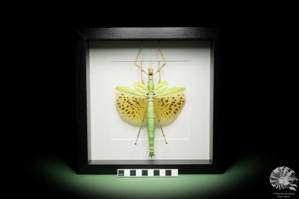 Paracyphocrania major (14838) a insect from Indonesia | Taxidermy | Other Insects