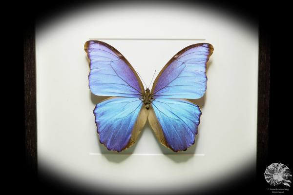 Morpho didius ein Schmetterling