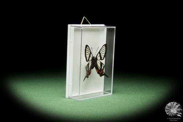 Chorinea sylphina ein Schmetterling
