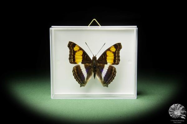 Doxocopa laure (14900) a butterfly from Central America | Taxidermy | Butterflies