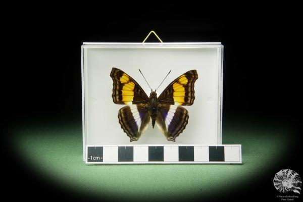 Doxocopa laure (14900) ein Schmetterling aus Zentralamerika | Präparate | Schmetterlinge