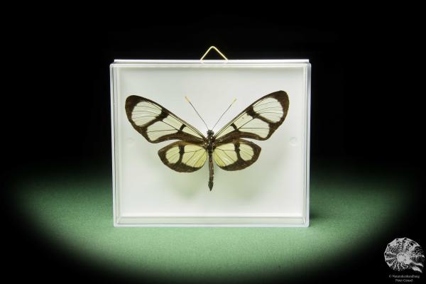 Thyridia psidii (14905) a butterfly from Central America | Taxidermy | Butterflies