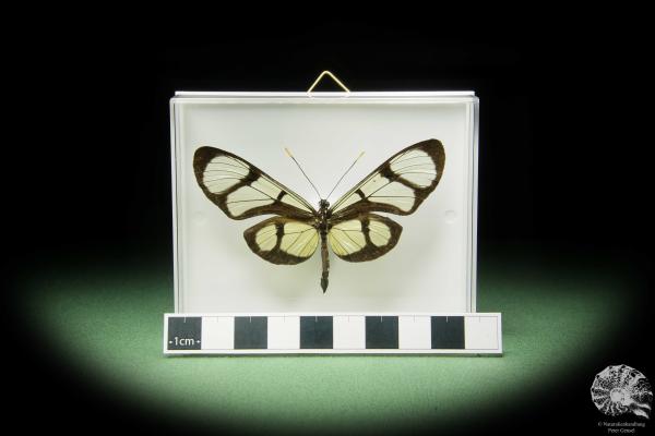 Thyridia psidii (14905) a butterfly from Central America | Taxidermy | Butterflies