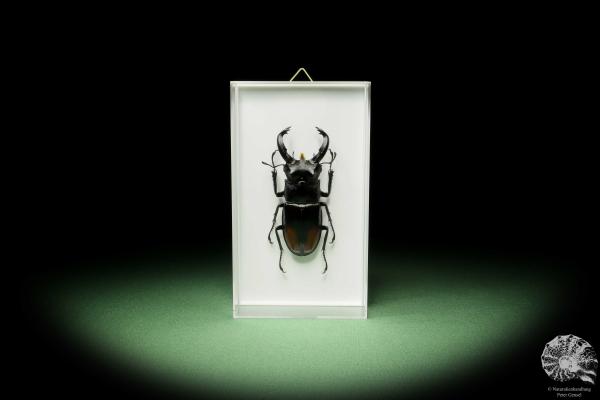 Hexarthrius parryi (14926) a beetle from Indonesia | Taxidermy | Beetles