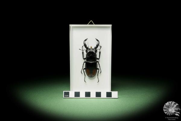 Hexarthrius parryi (14926) a beetle from Indonesia | Taxidermy | Beetles