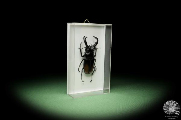 Hexarthrius parryi (14932) a beetle from Indonesia | Taxidermy | Beetles