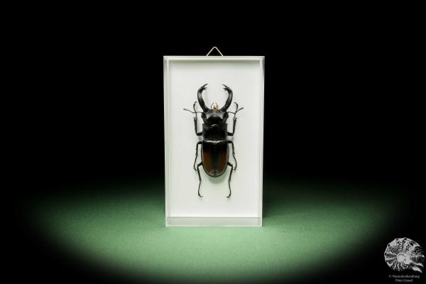 Hexarthrius parryi (14934) a beetle from Indonesia | Taxidermy | Beetles