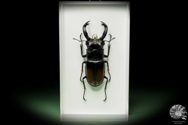 Hexarthrius parryi (14934) a beetle from Indonesia | Taxidermy | Beetles