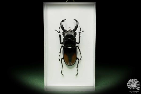 Hexarthrius parryi (14935) a beetle from Indonesia | Taxidermy | Beetles