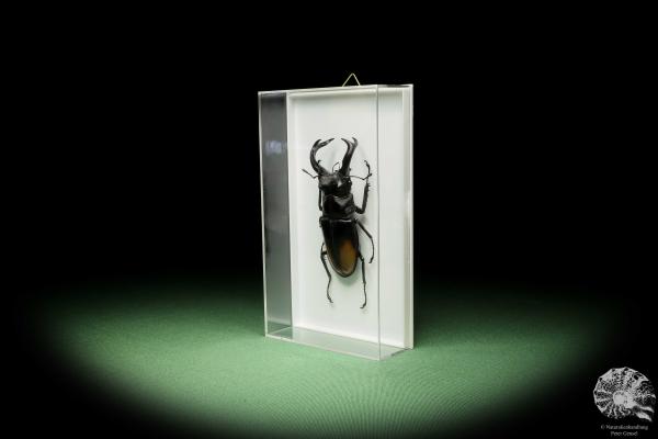 Hexarthrius parryi (14935) a beetle from Indonesia | Taxidermy | Beetles