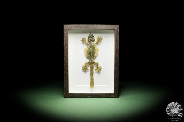 Gekko kuhli (14937) a reptile from Southeast Asia | Taxidermy | Reptiles & Amphibians