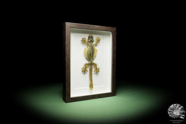 Gekko kuhli (14937) a reptile from Southeast Asia | Taxidermy | Reptiles & Amphibians