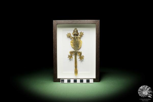 Gekko kuhli (14939) a reptile from Southeast Asia | Taxidermy | Reptiles & Amphibians