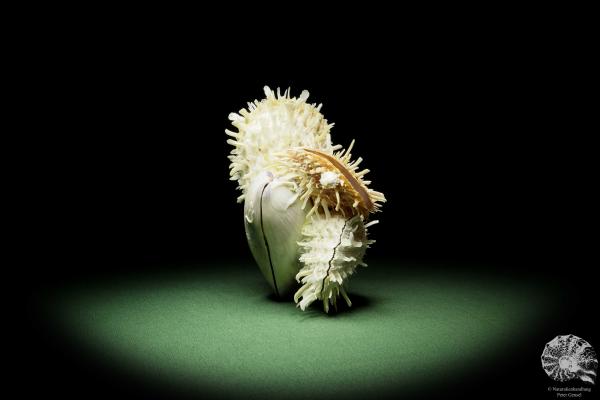 Spondylus variegatus on Modiolus philippinarum (14950) a shell from Philippines | Conchylia | Shells & Brachiopods