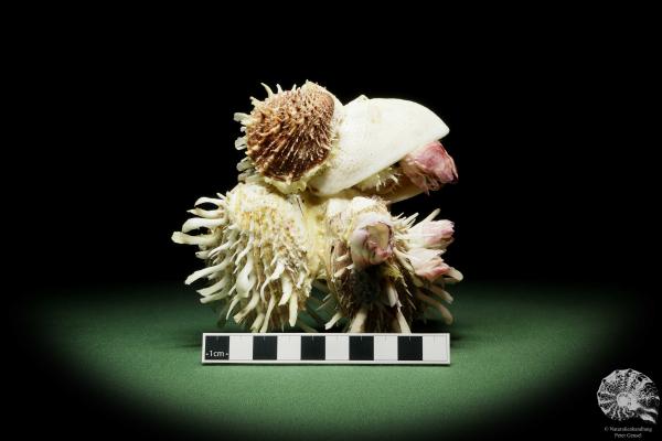 Spondylus variegatus & Balanus spec. on Modiolus philippinarum (14955) a shell from Philippines | Conchylia | Shells & Brachiopods