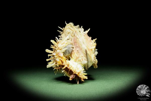 Spondylus variegatus (14956) a shell from Philippines | Conchylia | Shells & Brachiopods