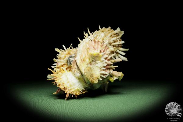 Spondylus variegatus (14956) a shell from Philippines | Conchylia | Shells & Brachiopods