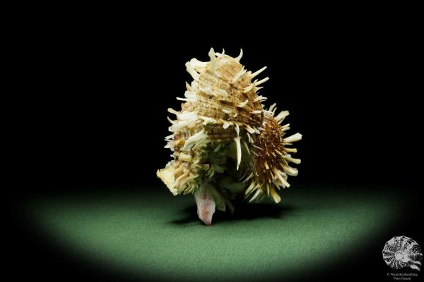 Spondylus variegatus (14956) a shell from Philippines | Conchylia | Shells & Brachiopods