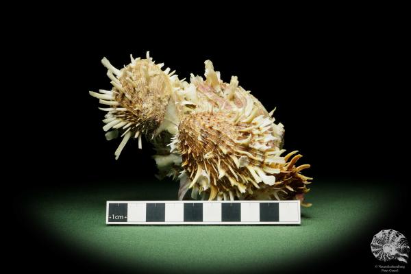 Spondylus variegatus (14956) a shell from Philippines | Conchylia | Shells & Brachiopods