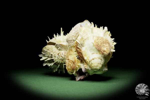 Spondylus variegatus auf Modiolus philippinarum a shell