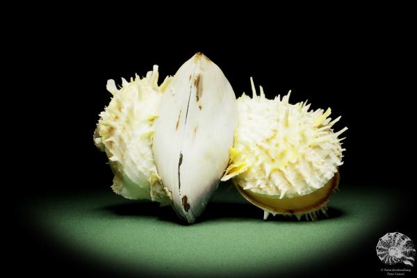 Spondylus variegatus auf Modiolus philippinarum a shell